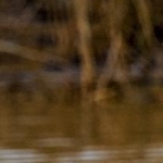 204A0124 Attaque de mouette